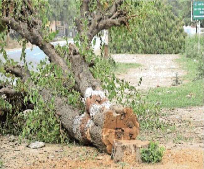 बरेली में डोहरा रोड के किनारे लगे आठ सौ पेड़ों को उखाड़कर ले जाया जाएगा 25 किमी दूर, जानिये कैसे