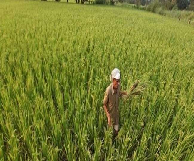 अलीगढ़ में माटी की सुधार रहे सेहत, स्वास्थ्य भी होगा दुरुस्त
