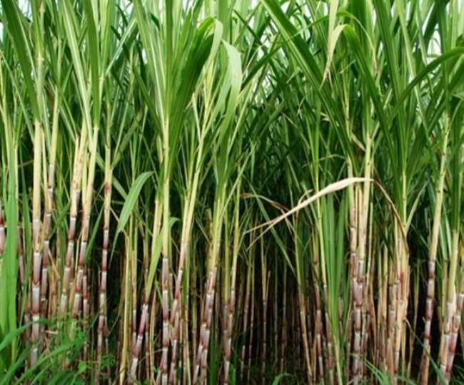 मंड के किसान बोले, मुकेरियां शुगर मिल को ही बेचेंगे गन्ना