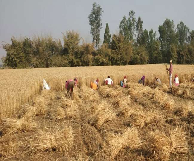 उत्तराखंड: कटाई के बाद अब गेहूं बेचने की चिंता, न मजदूर मिल रहे और न ही खरीदार