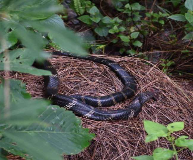 King Cobra: 2400 मीटर की ऊंचाई तक पहुंचा किंग कोबरा, संरक्षण की दिशा में उठाए जा रहे कदम
