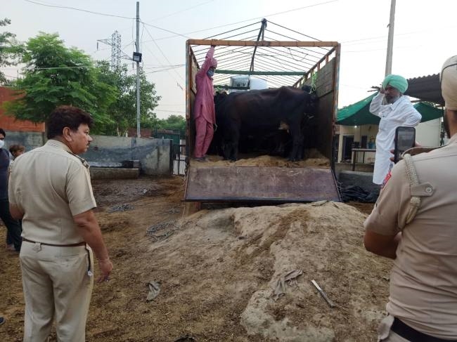 गायों से भरा ट्रक पकड़ा, ट्रक चालक व क्लीनर गिरफ्तार