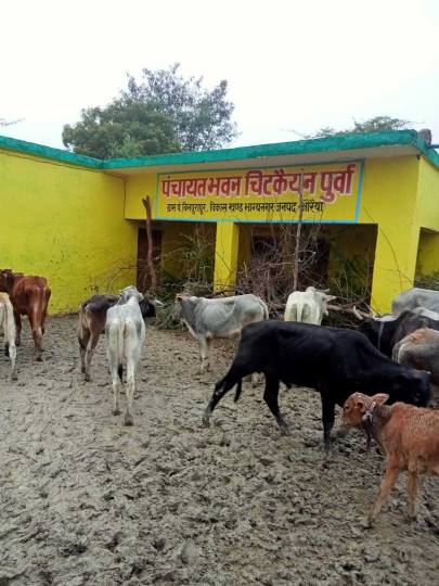 ..और अब पंचायत भवन परिसर में खदेड़े गए मवेशी