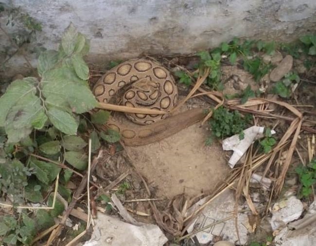 विद्यालय में अजगर निकलने से हलचल