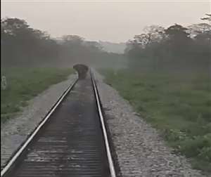 अन्य दिनों की तरह हाथी पटरी पर मस्तमौला होकर टहल रहा है।