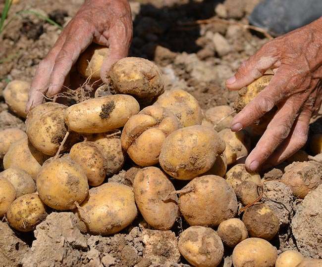 आलू उत्पादन में उत्तर प्रदेश देश का अग्रणी राज्य कैसे बना, ये हैं मुख्य कारण