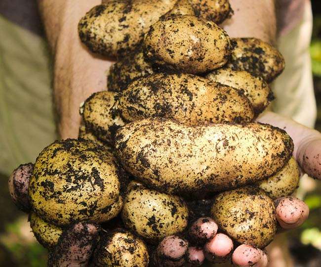 प्रिसिजन फार्मिंग कैसे आलू की खेती को बदल सकती है?