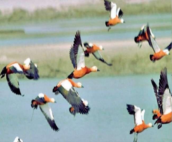 पीलीभीत टाइगर रिजर्व में विदेशी दुर्लभ पक्षियों का भी बसेरा, जानें मेहमान पक्षियों के बारे में