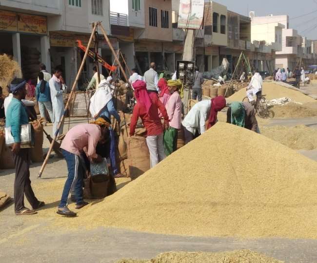 बासमती व 1121 के भाव में 20 से 30 रुपये की बढ़ोतरी, मंडियों में मिल रहा है ये दाम