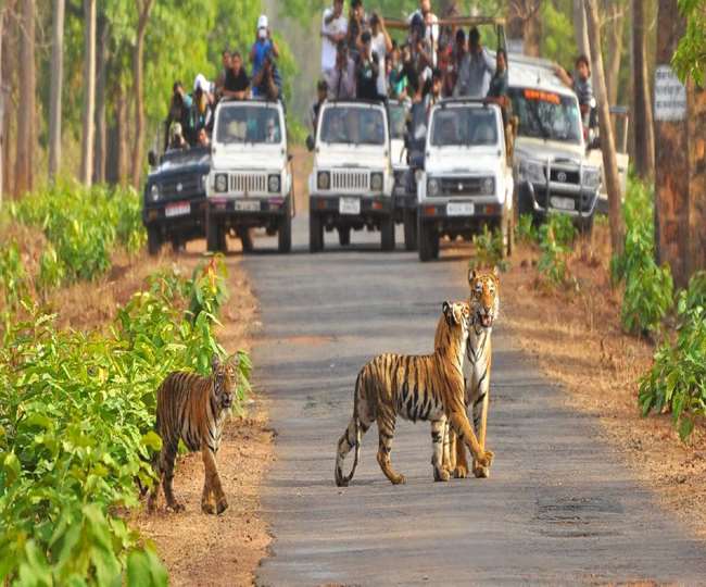 कार्बेट टाइगर रिजर्व में सिर्फ बुकिंग कम नहीं हुई, एडवांस बुकिंग निरस्त भी होने लगी, जानिए कारण