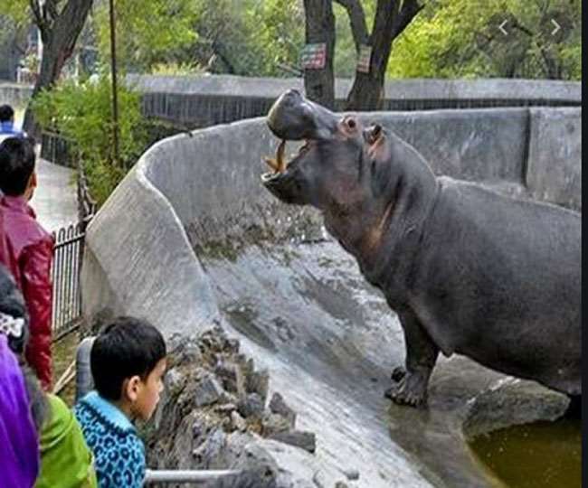 कोरोना संक्रमण के कारण बच्चों के प्रवेश पर थी रोक, अब 10 साल के बच्चे भी चिड़ियाघर में जा सकेंगे