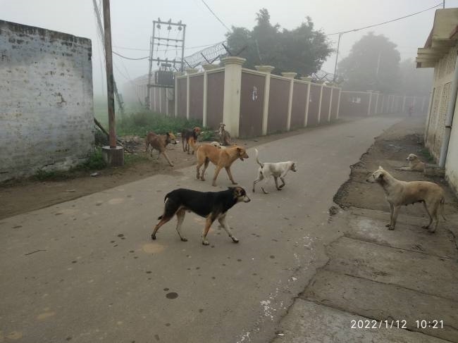 कादियां में डरा रहे आवारा आतंक
