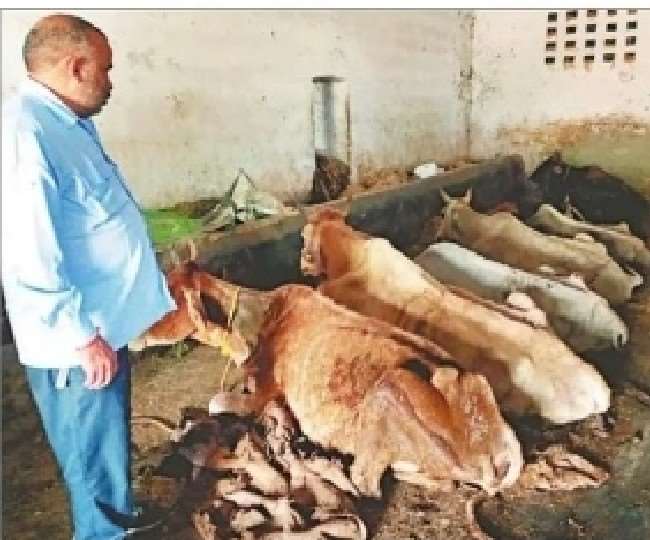 बरेली में भूख से गायों की मौत पर गोशाला कमेटी के अध्यक्ष, मंत्री समेत चार के खिलाफ मुकदमा
