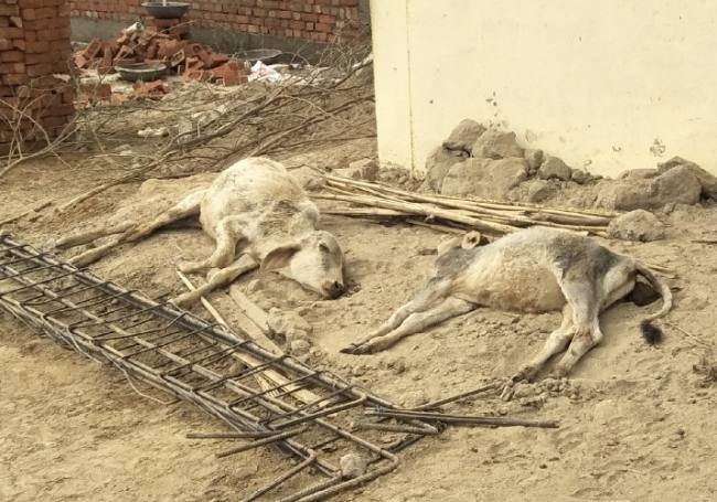 कान्हा में आश्रय के बाद क्रूरता