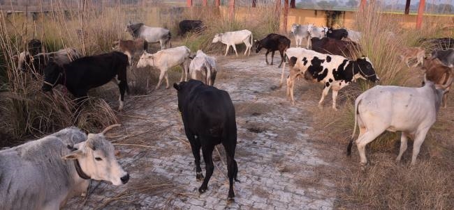 ग्रामीणों ने मवेशियों को फिर क्रिया घर में किया बंद