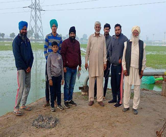 कृषि विभाग जगराओं की टीम ने बारिश से खराब फसलों का लिया जायजा Ludhiana News