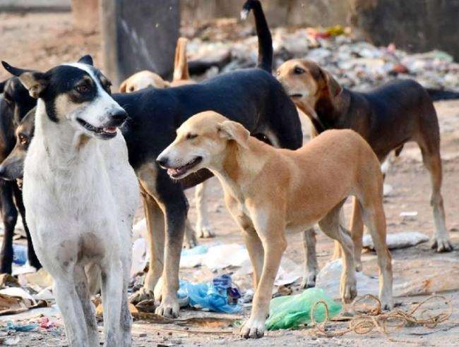 कुत्ते नोच रहे थे अधजला शव और कंकाल, बलिया के माल्देपुर में संगम तट पर पहुंची पुलिस ने कराया दाह संस्कार
