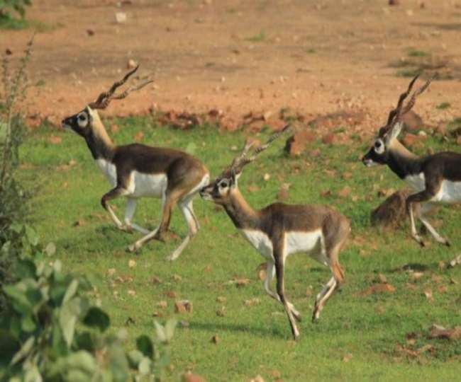 काले हिरणों को बचाने के लिए प्रयागराज में बनेगा चेकडैम, ब्लैक बक रिजर्व कंजर्वेशन की बढ़ी सुरक्षा