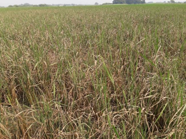 बाढ़ से एक हजार बीघे से अधिक धान की फसल बर्बाद