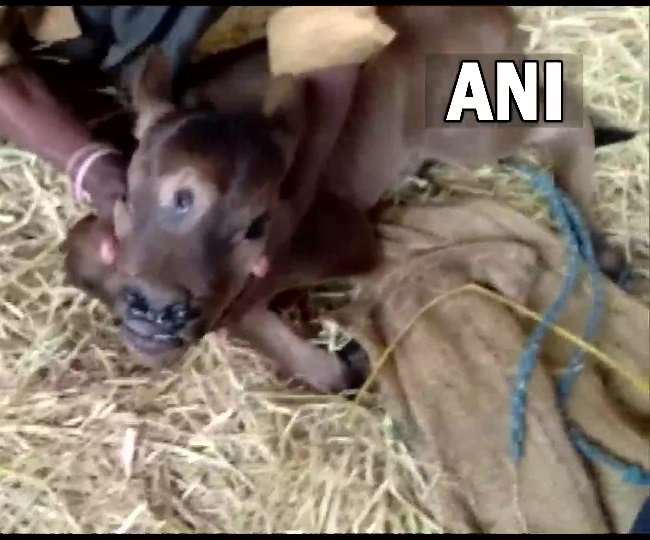 छत्तीसगढ़ में गाय ने तीन आंख वाले बछड़े को दिया जन्म, एक झलक पाने को बेताब हुए लोग