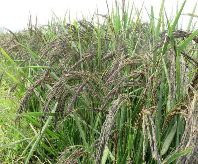 पहाड़ का पानी और गोबर की खाद का प्रयोग न होने से गायब हुई कालानमक चावल की महक
