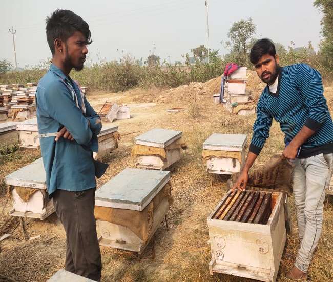 कम लागत में अधिक आय का जरिया बन किसानों के जीवन में 'मिठास' घोल रहा मधुमक्खी पालन