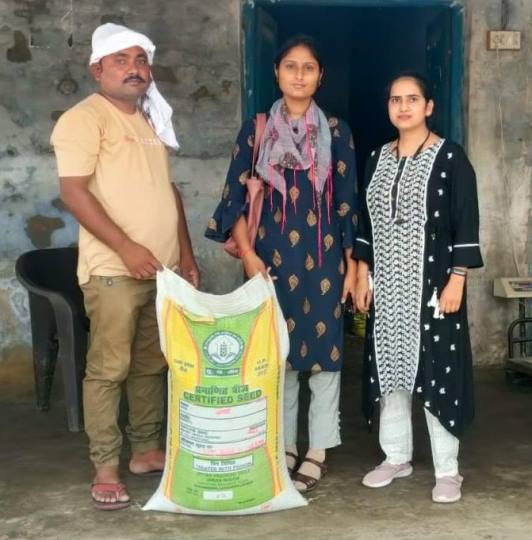 सांभा मसूरी का इंतजार, चार प्रजातियों के धान बीज उपलब्ध