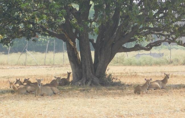 चुभ रही सूरज की किरणें, तप रही धरती, हर कोई बेहाल