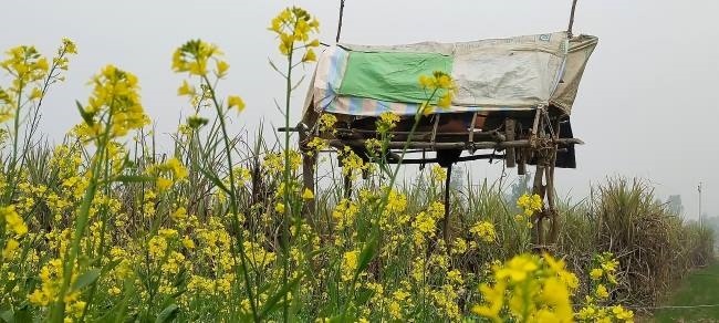 डीएम के आदेश बेअसर, खेतों में घूम रहे बेसहारा गोवंश