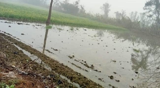 माइनर टूटने से सौ एकड़ फसल जलमग्न