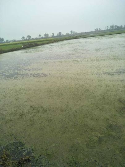 बीस एकड़ में जमा हुआ पानी, फसल हुई खराब