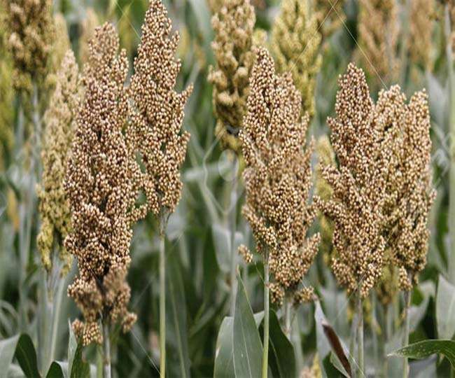सेहत चाहिए तो मोटे अनाज को बनाएं अपना आहार, पढ़ें- डायटिशियन की राय