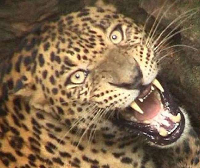 Leopard in Moradabad : तेंदुए ने ग्रामीणों पर किया हमला, सात लोग घायल, गांव में पहुंची वन विभाग की टीम