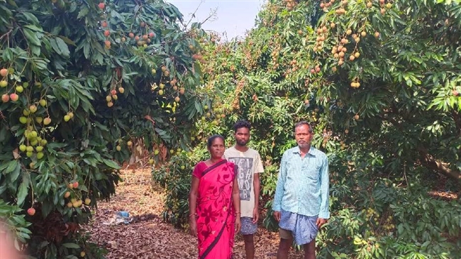 लीची के बगान ने बदल दिए ज्योतिष की किस्मत