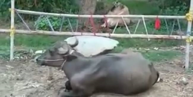 कोरोना संक्रमित मरीज मिलने के कारण सील हुआ नरमा गांव