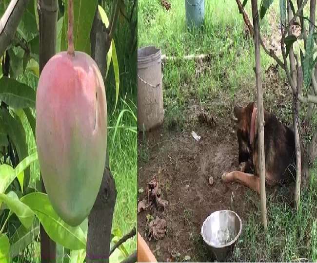 मध्य प्रदेश : बाग में सिक्योरिटी गार्ड्स और कुत्ते कर रहे आमों की रखवाली, होश उड़ा देगी कीमत
