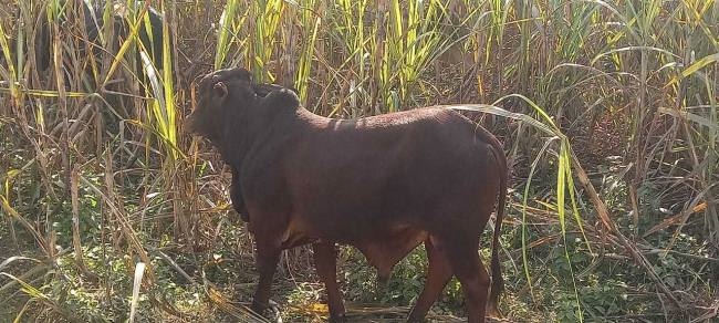 आवारा कुत्तों और बंदरों से हर कोई खौफजदा