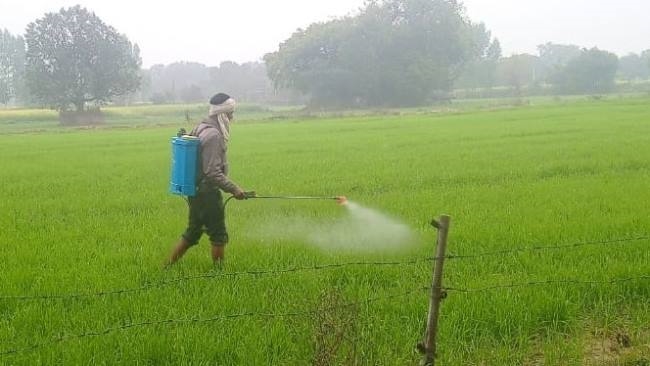 कड़ाके की सर्दी में गुड़-बाजरा सेहतमंद