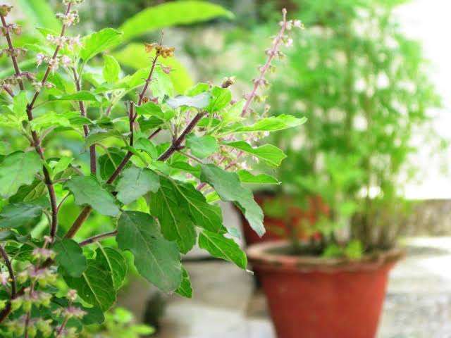 सर्दी-खांसी और गले की खराश ठीक करने के लिए सर्दियों में तुलसी के काढ़ा का जरूर करें सेवन