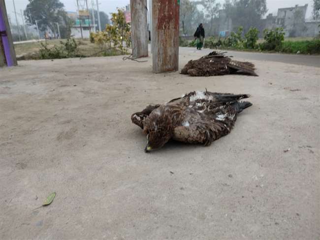 जम्मू : परिंदों की मौत का सबब बन रही हाईटेंशन वायर, पर्यावरणविदों ने चिंता जताई