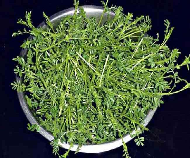 Chana Saag ke Fayde : जानें चना साग के सेवन के क्या है सात फायदे, सर्दियों में कैसे करें इसका सेवन