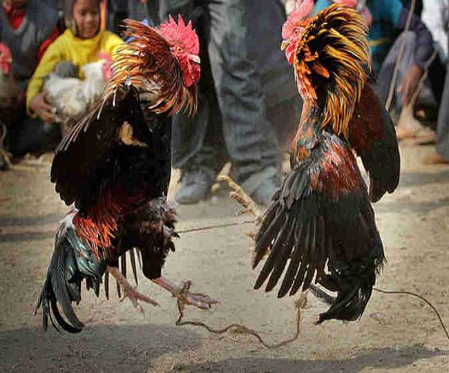 लुधियाना में मुर्गों की लड़ाई में दो पक्षों में खूनी भिड़ंत, 22 लोगों पर हत्या के प्रयास का केस, एक पहुंचा पीजीआइ