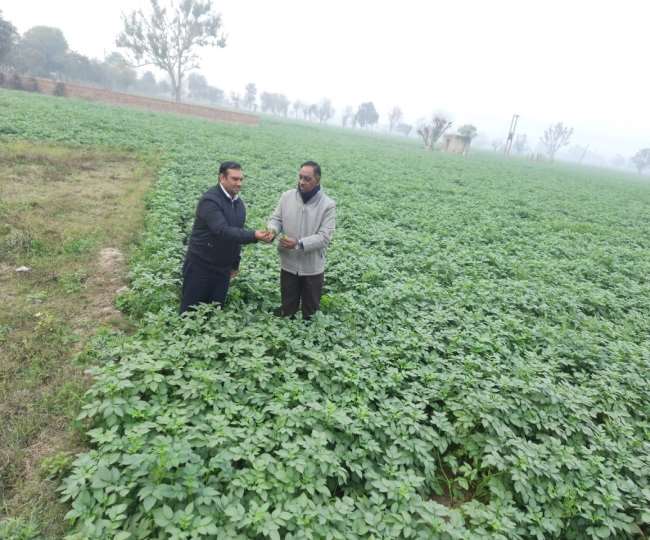 बिगड़ते मौमस में आलू की फसल बचानी हैै तो अपनाएं ये खास टिप्स,जाने विस्तार से