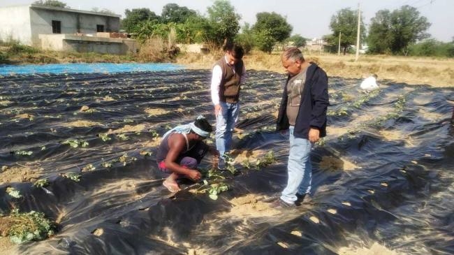 आमदनी बढ़ाने के लिए किसानों का रुझान स्ट्राबेरी की खेती की तरफ