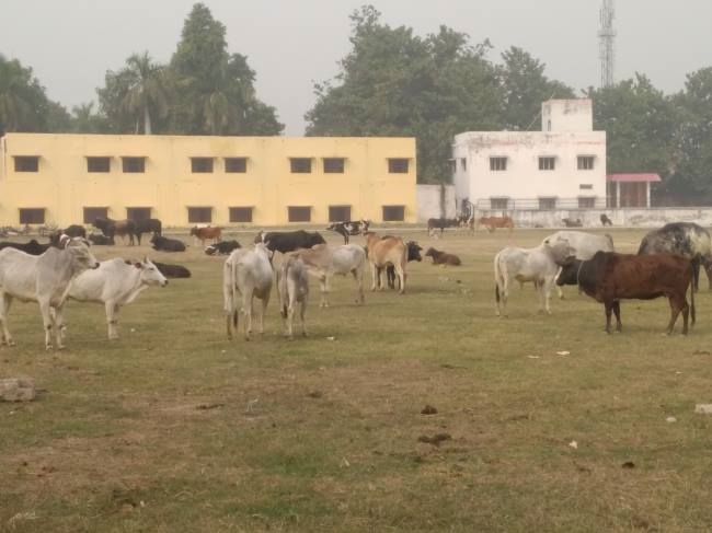 जागीर ब्लाक संसाधन केंद्र में बंद किए गोवंशी