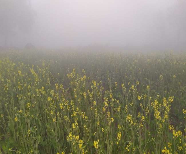 हरियाणा में धुंध ने किया बेहाल, 22 जनवरी को फिर से बूंदाबांदी के आसार, फसलों को मिलेगा फायदा