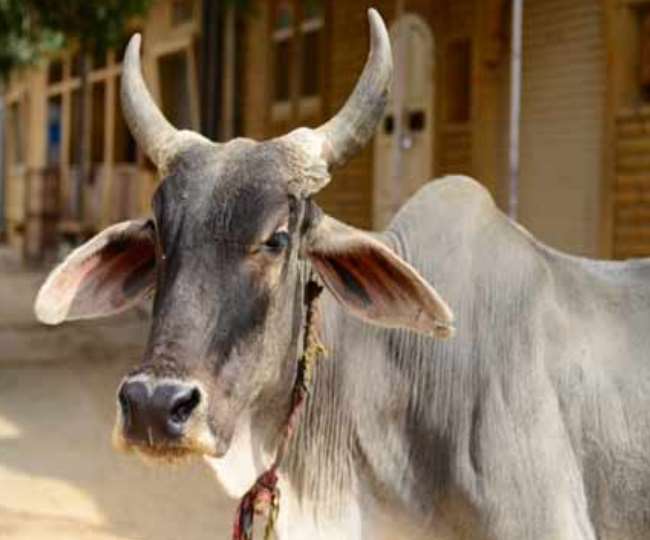 दादरा-नगर हवेली और दमन-दीव में गोहत्या पर उम्रकैद की सजा, दोषियों को भरना होगा एक से पांच लाख रुपये तक का जुर्माना