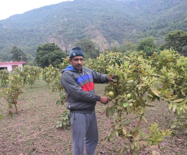जानिए किस तरह हिमाचल का किसान अमरूद और कीवी फलों से कमा रहा सालाना दस लाख रुपये तक