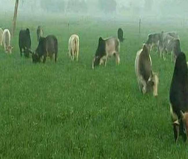 किसानों की नाराजगी पड़ेगी भारी, नेताओं की तैयार वोटों की फसल को कहीं ये छुट्टा पशु न चर जाएं
