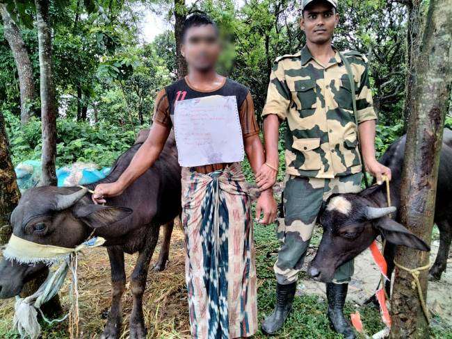 बीएसएफ ने 26 मवेशियों को बांग्लादेश में तस्करी से बचाया, एक तस्कर को भी दबोचा